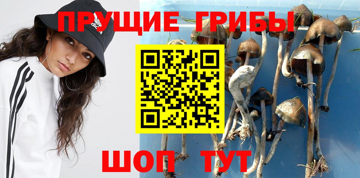 Галлюциногенные грибы Psilocybe Усть-Илимск